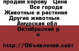 продам корову › Цена ­ 70 000 - Все города Животные и растения » Другие животные   . Амурская обл.,Октябрьский р-н